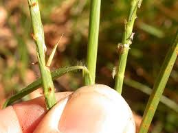 Image result for Hemarthria