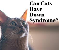 However, they have an increased risk of having children with a chromosome abnormality. Can Cats Have Down Syndrome The Lowdown On Feline Ds Pethelpful