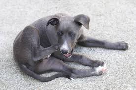 What Are Chiggers And What Do They Do To Dogs
