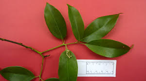 Image result for Ocotea