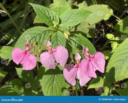Image result for Impatiens stuhlmannii