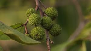 Image result for Guazuma