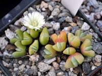 Image result for Commiphora schlechteri