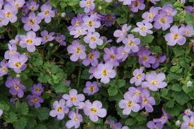 Image result for Sutera debilis