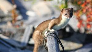 We did not find results for: You Never Knew You Were Obsessed With Weasels Until One Flew On The Back Of A Woodpecker Quartz