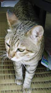 猫は邪魔もする: 虎猫の気まぐれシネマ日記