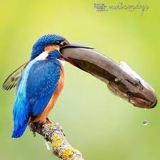 Bite Off More Than You Can Chew Drawing Pin On Nature