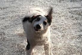 Check spelling or type a new query. Dog Shaking Off Water Washing Machine Dog Clara S Flickr