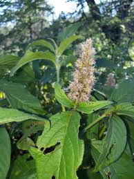 Image result for Cyathula orthacantha