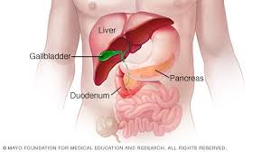 In vertebrates, the gallbladder is a small hollow organ where bile is stored and concentrated before it is released into the small intestine. Slide Show See How Your Digestive System Works Mayo Clinic