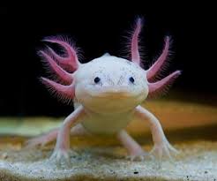 The Axolotl Animals Weird Animals Animals Beautiful