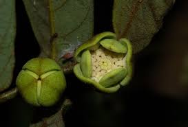 Image result for Monanthotaxis trichocarpa