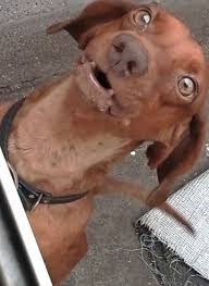 Canine detection Object Detection ...