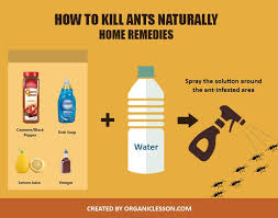 Maybe you would like to learn more about one of these? Home Remedy To Rid Ants Shefalitayal