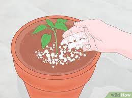 Using egg shells to improve soil. 3 Ways To Fertilize Soil With Eggshells Wikihow
