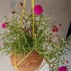 Bunga krokot juga memiliki nama lain yaitu moss rose. Https Encrypted Tbn0 Gstatic Com Images Q Tbn And9gcrtv2mlmdgbyf3kcxn7a02wywpuitcjvip5cx90vcu Usqp Cau