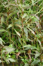Image result for Persicaria decipiens