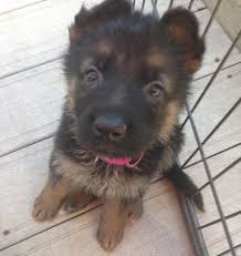 We provide delivery services in the midwest welcome to illinois puppies. German Shepherd Puppies For Sale Illinois Roche S German Shepherds