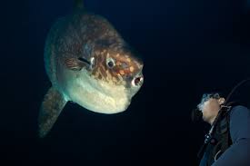 Redbreast sunfish (lepomis auritus) are a great pond stocking fish. What You Didn T Know About Mola Mola