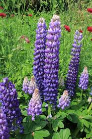 Vom Beruhmten Englischen Lupinenzuchter Westcountry Nurseries In Devon Stammt Eine Serie Herrlicher Neuer Lupinensorten Die An Leucht Lupinen Zuchten Devon