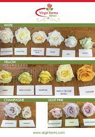 Rose Variety Comparison Chart White Yellow Champagne And Light Pink Virgin Farms First Class Flowers By Rose Varieties Flower Names Wholesale Flowers