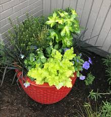 Sage Design Plants Design Sage