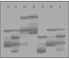 Polymorphic pattern amplified by SSR Plm 1 from the DNA of 7 different...
