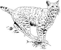 Lynx 3 Coloring Page Free Printable Coloring Pages Animal Coloring Pages Lynx Coloring Pages