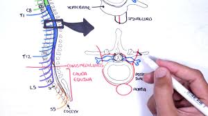 Key parts of your spine include vertebrae (bones), disks, nerves and the spinal cord. Spinal Cord Clinical Anatomy And Physiology Dermatomes Blood Supply Shingles Lumbar Puncture Youtube