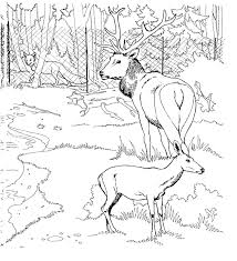 2) click on the coloring page image in the bottom half of the screen to make that frame active. Coloring Pages Deer Printable Kids Colouring Pages Zoo Coloring Pages Coloring Pages Horse Coloring Pages