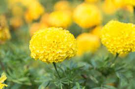 Marigold Flower Meaning Flower Meaning Marigold Flower Garden Care Flower Meanings