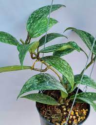 Hoya Sp Rangsan 10 12 Inches Rooted Plant Each Rooted Plants Hoya Plants Plant Roots