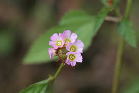 Image result for Melochia corchorifolia