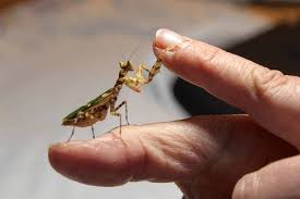 Some of my favorite species of praying mantis you can keep as a pet. Monadnock Ledger Transcript Praying Pets Wilton Woman Raises Exotic Mantises