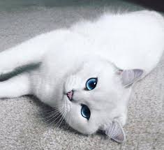 #cat photography #cute cats #mostlycatsmostly #british shorthair #this is cerise noire! Cctv Coby A British Shorthair With Icy Blue Eyes Has Facebook