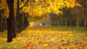 Download all fall images for free and use all photos of autumn scenes for commercial projects. Fall Background Video Youtube