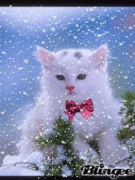 Animated Gifs Cats Anime Cat Animals Beautiful Cats