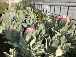 Iiduka Flower Plants