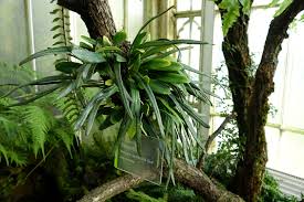 Image result for Pleopeltis macrocarpa