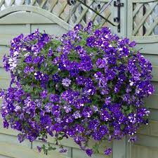 one or two hanging baskets of pre planted petunia flower how to make the best