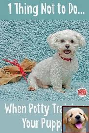 House Training A Puppy In 5 Days And Clicker Training Scared Dog Potty Training Puppy Puppy Training Training Your Puppy