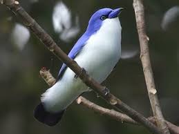 Image result for Vigna comosa