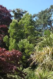 Image result for Acacia melanoxylon