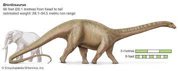 Although the type species, b. Brontosaurus Size Habitat Facts Britannica