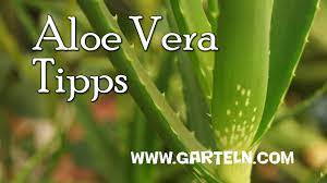 Hallo, ich verkaufe hier eine schöne starke aloe vera pflanze. Aloe Vera Tipps Fur Zuhause Youtube