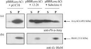 Analysis Of A Amylase Localization In E Coli Pbbramydct Cells Download Scientific Diagram