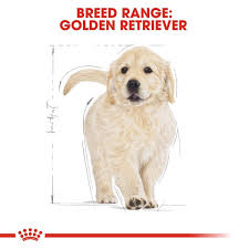 Learning more about the golden retriever's lineage Royal Canin Golden Retriever Puppy Welpenfutter Trocken