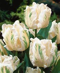 I Adore Parrot Tulips Good Morning From London The Weather Is Beautiful I Ate Lunch Outside Yesterday S Tulips Flowers Parrot Tulips Flower Garden Care