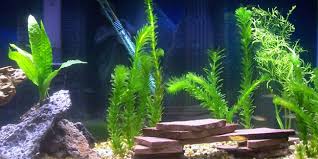 Aquarium, filtres, traitements de l'eau. Comment Installer Des Plantes Dans Un Aquarium