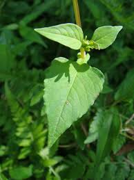 Image result for Persicaria nepalensis